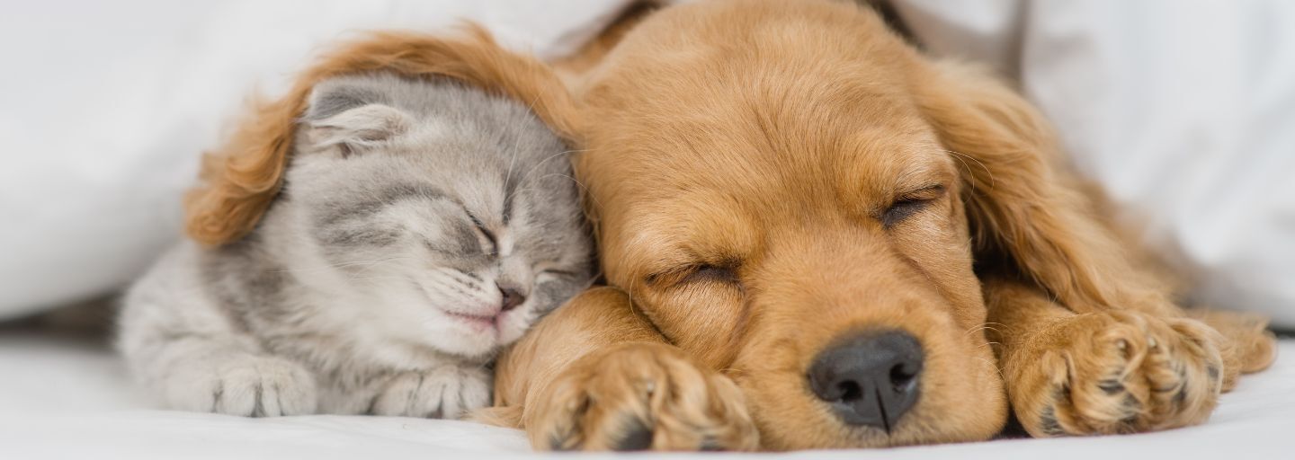 cat and dog sleeping